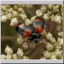 Adalia bipunctata - Zweipunkt 14.jpg